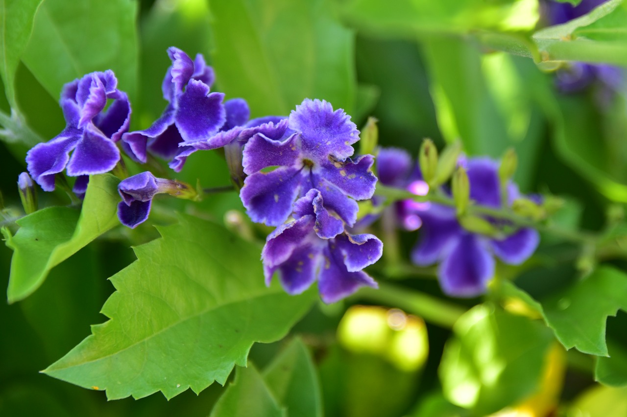 Image - israeli summer flower