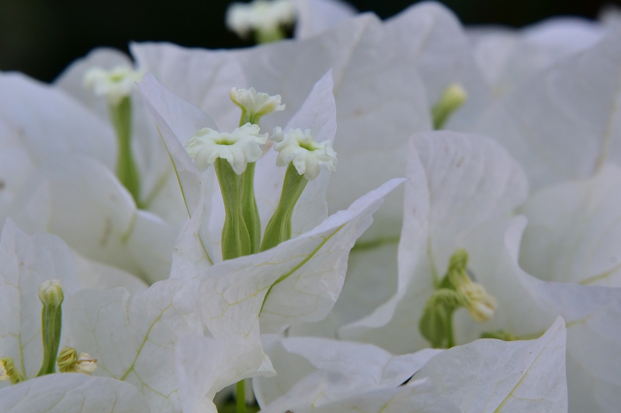 Image - israeli summer flower