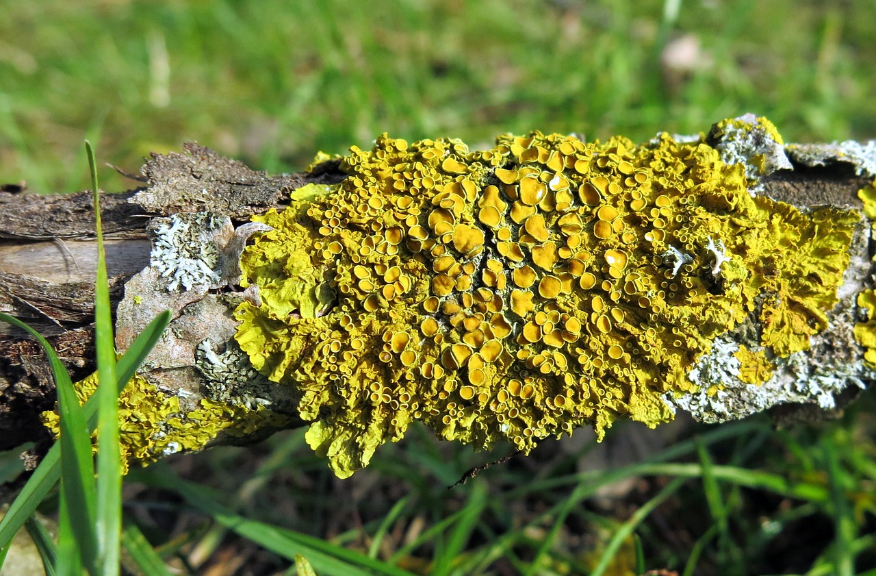 Image - lichen leaf braid dead wood green