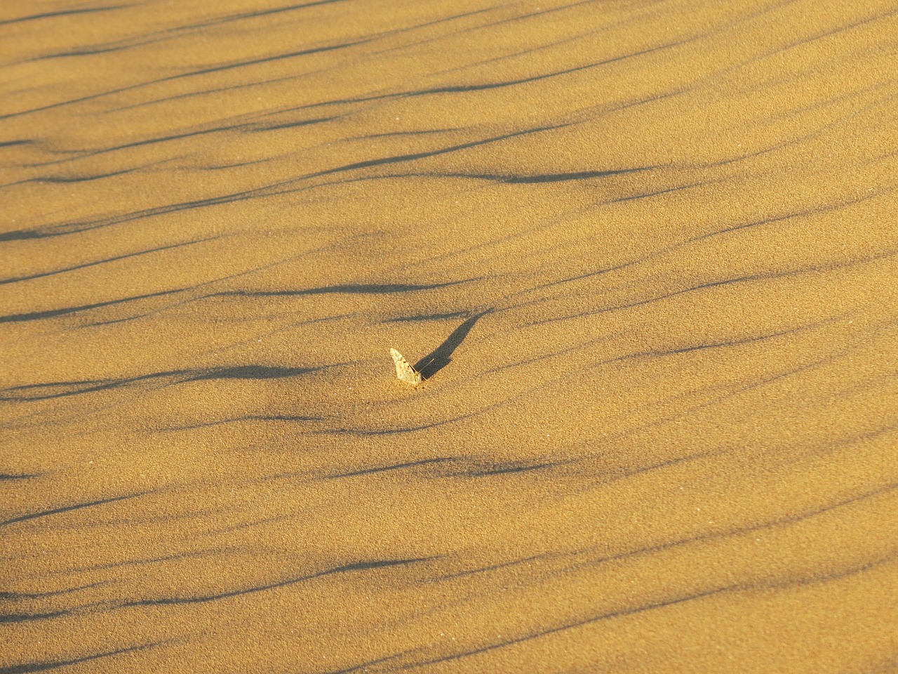 Image - lonely hot desert sahara sand