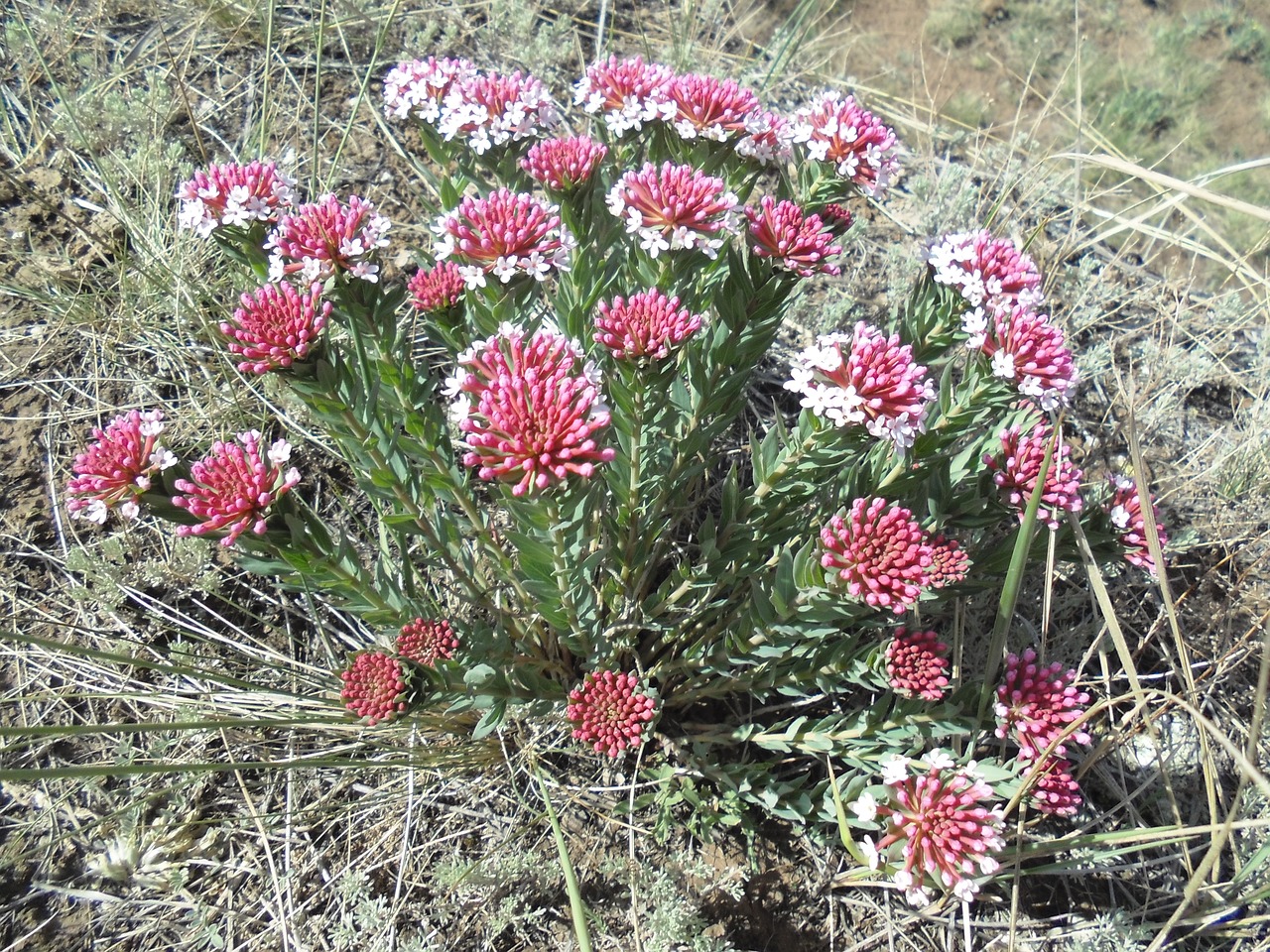 Image - unknown wild flowers