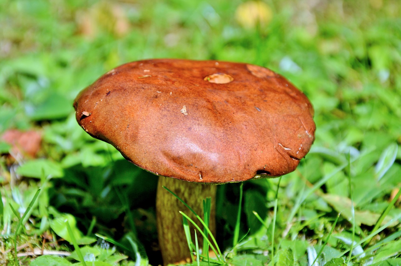 Image - mushroom tube mushroom brown cap