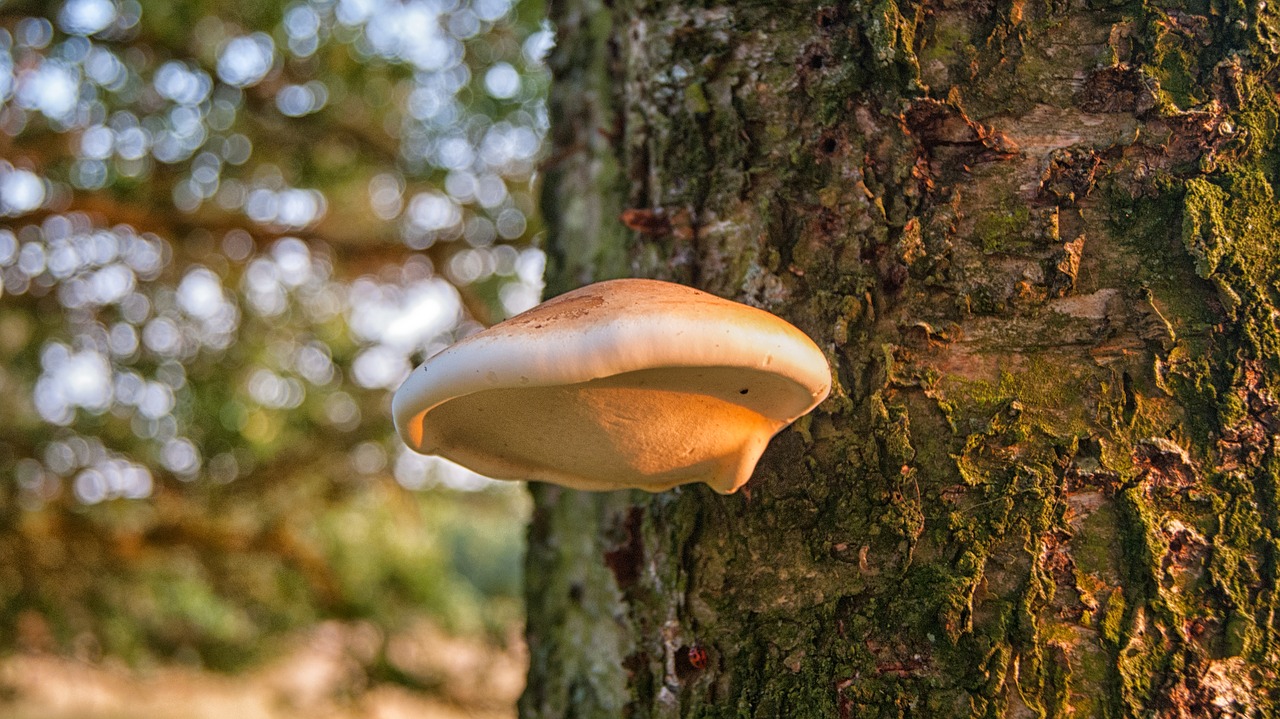 Image - birch fungus tree mushroom nature