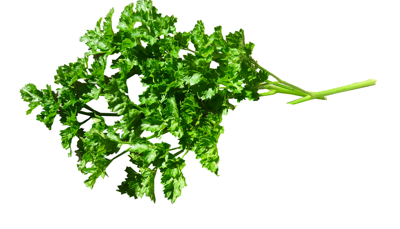 Image - herb parsley food