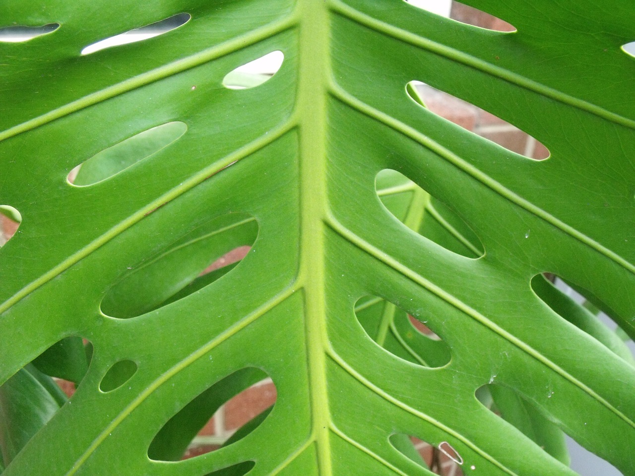 Image - palm leaf elephant palm tropic