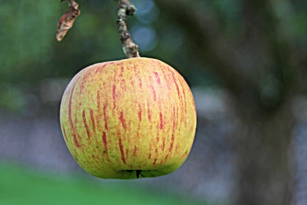 Image - apple fruit healthy autumn