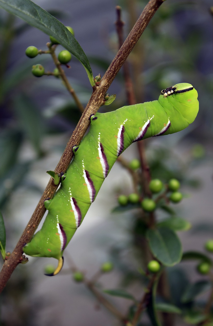 Image - legustersværmer moth larvae