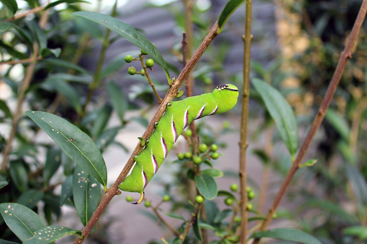 Image - legustersværmer caterpillar moth