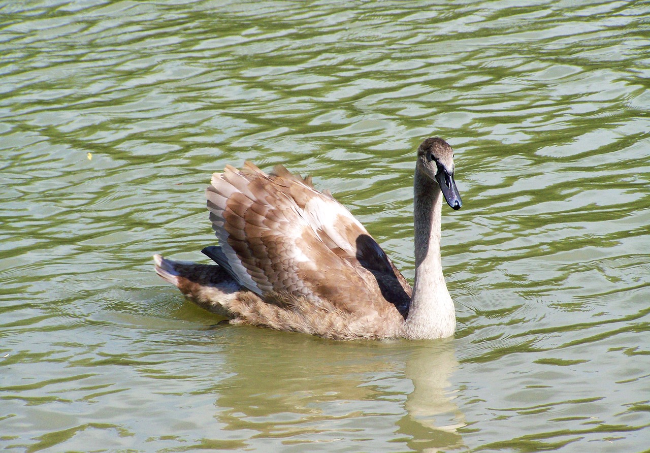 Image - swan chicks young aquatic bird