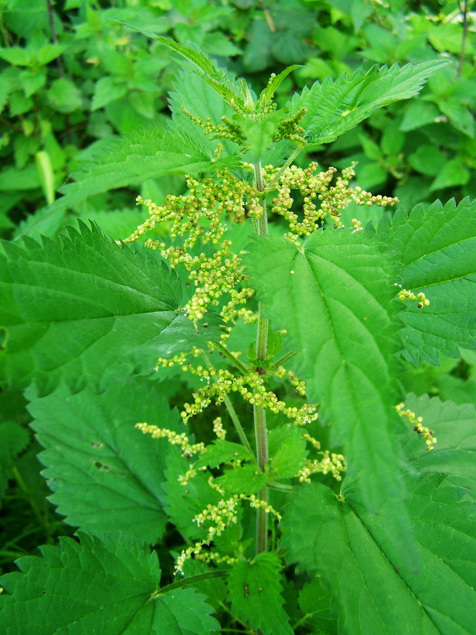 Image - stinging nettle agra plant