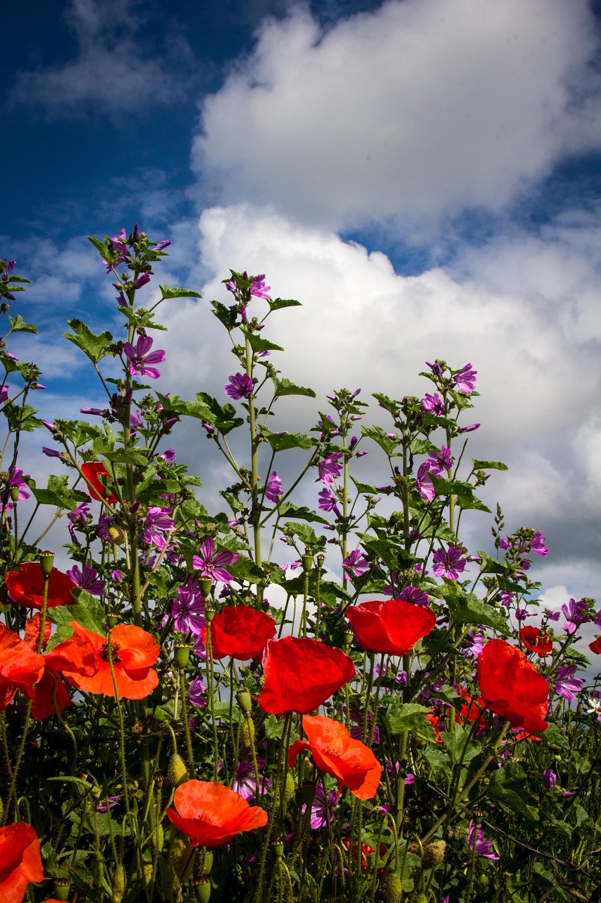 Image - poppies flowers wild nature poppy