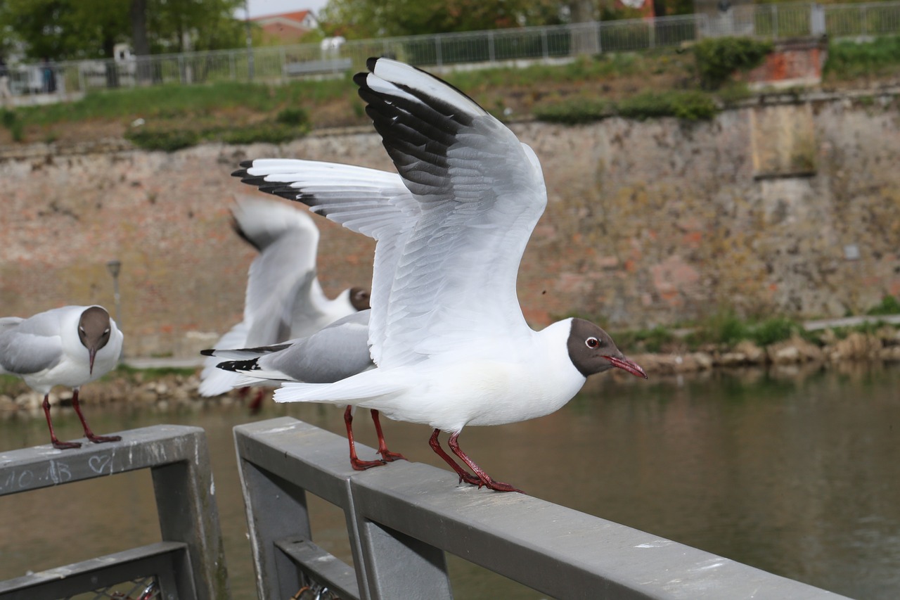 Image - seagull ulm danube