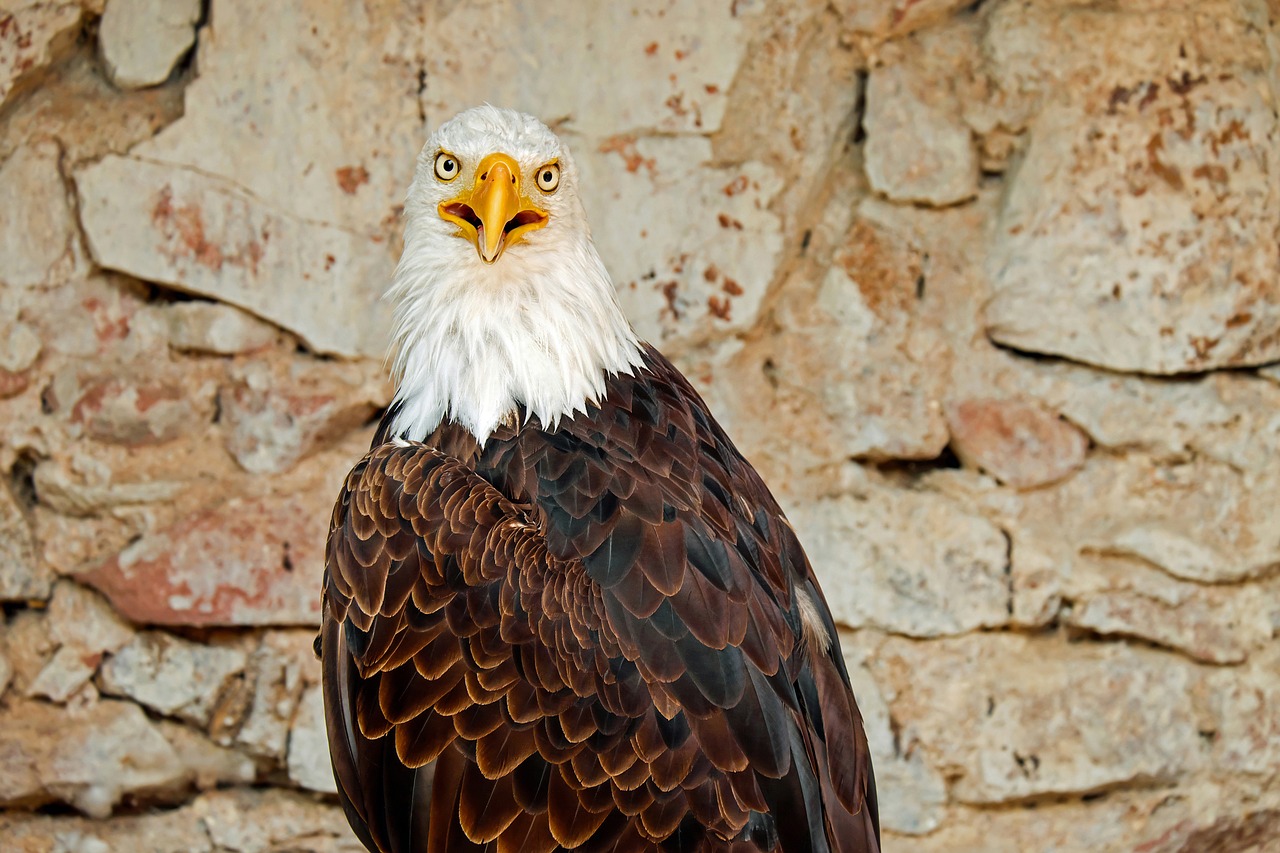 Image - adler bald eagle bird raptor