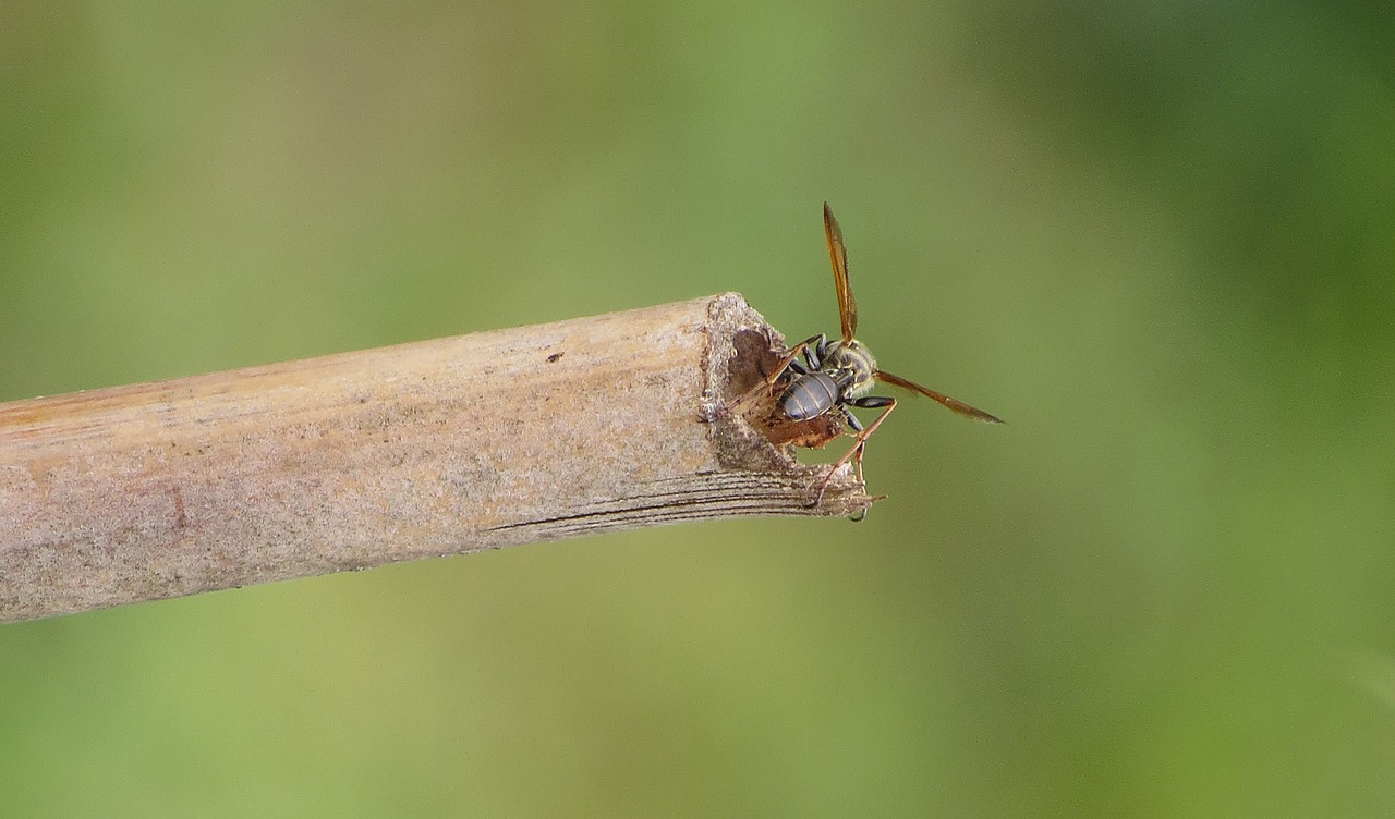 Image - nature insect wasp macro armenia