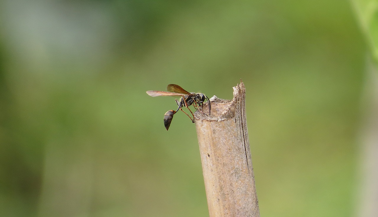 Image - nature insect wasp macro armenia