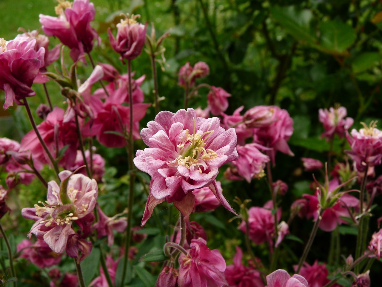 Image - flower bell pink antique