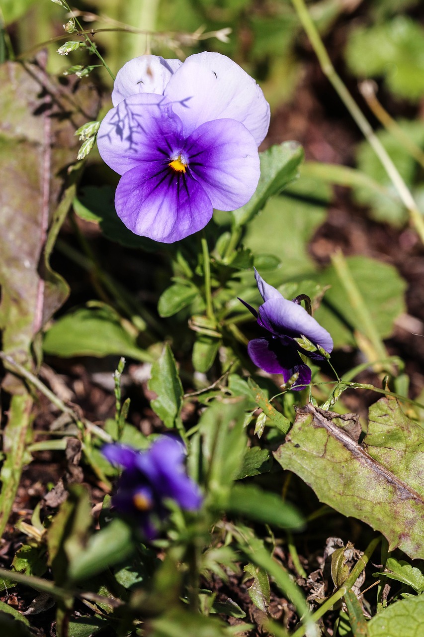 Image - pansy summer flower nature macro