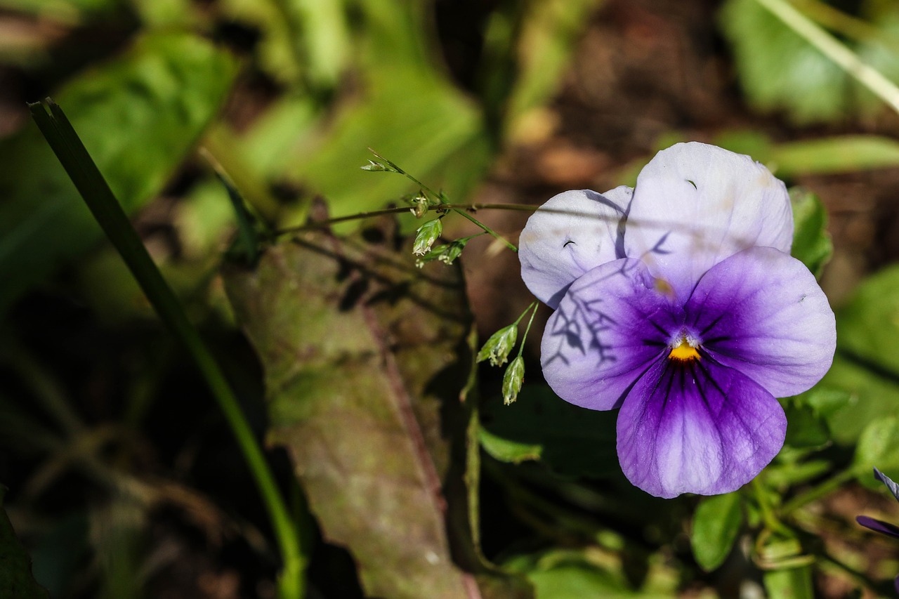 Image - pansy summer flower nature macro