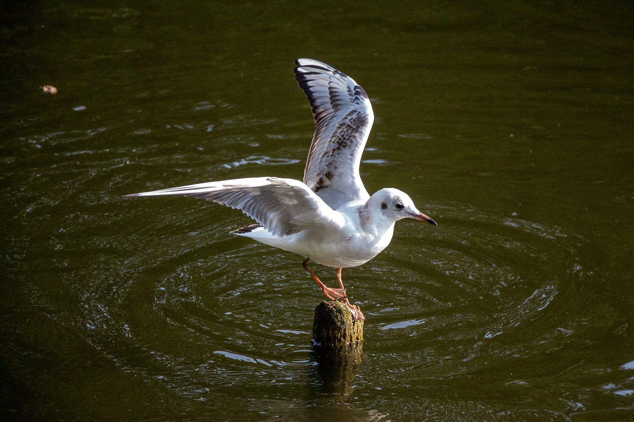 Image - seagull water river bird sea