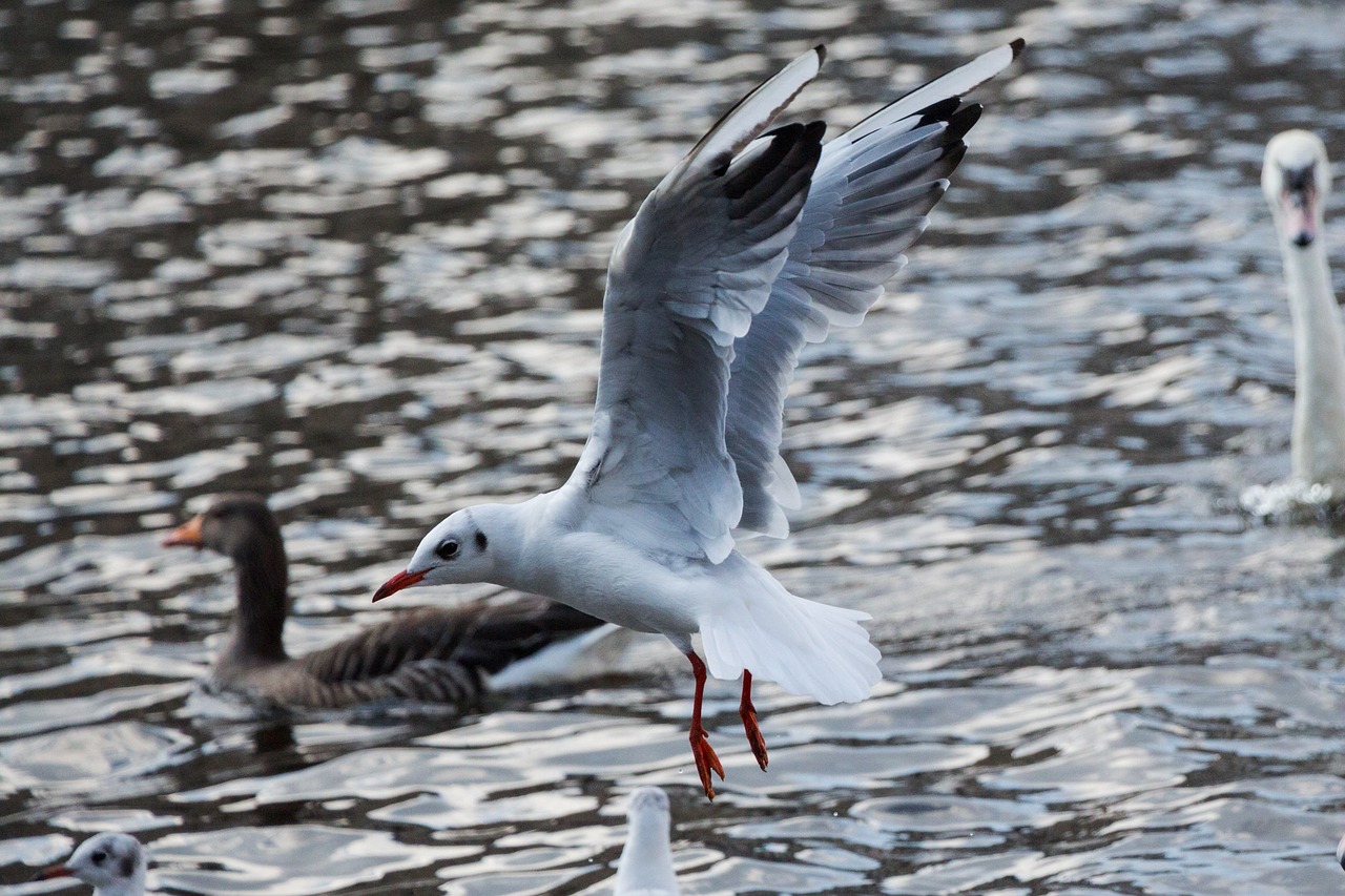 Image - seagull water fly river bird sea