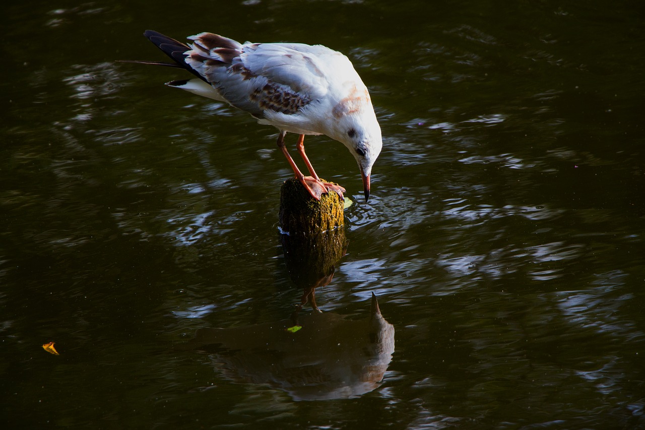 Image - seagull water mirroring