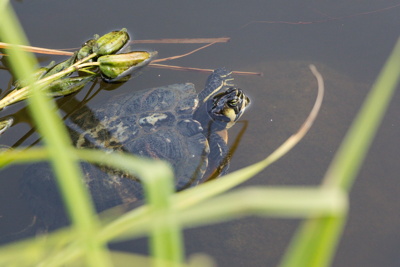 Image - turtle nature water animal grass