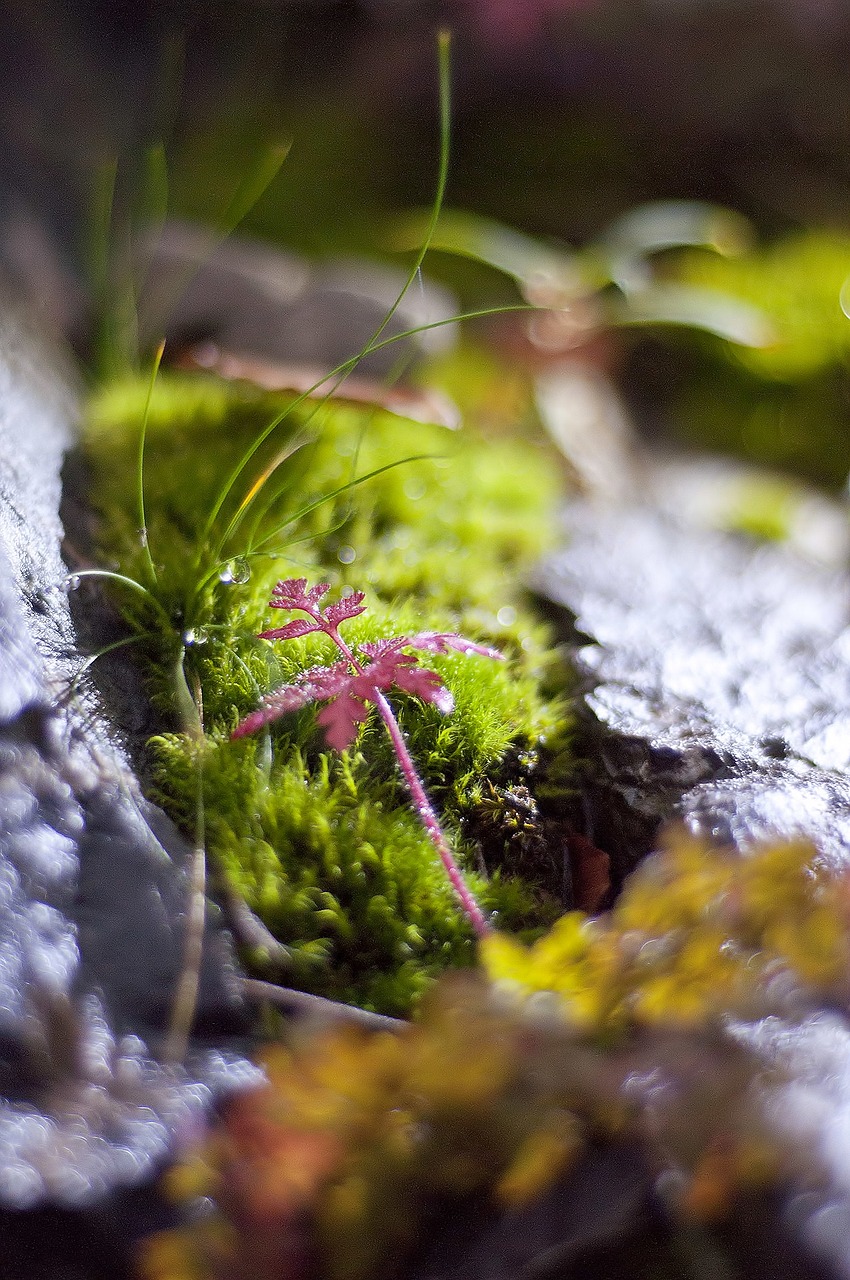 Image - nature moss green macro light