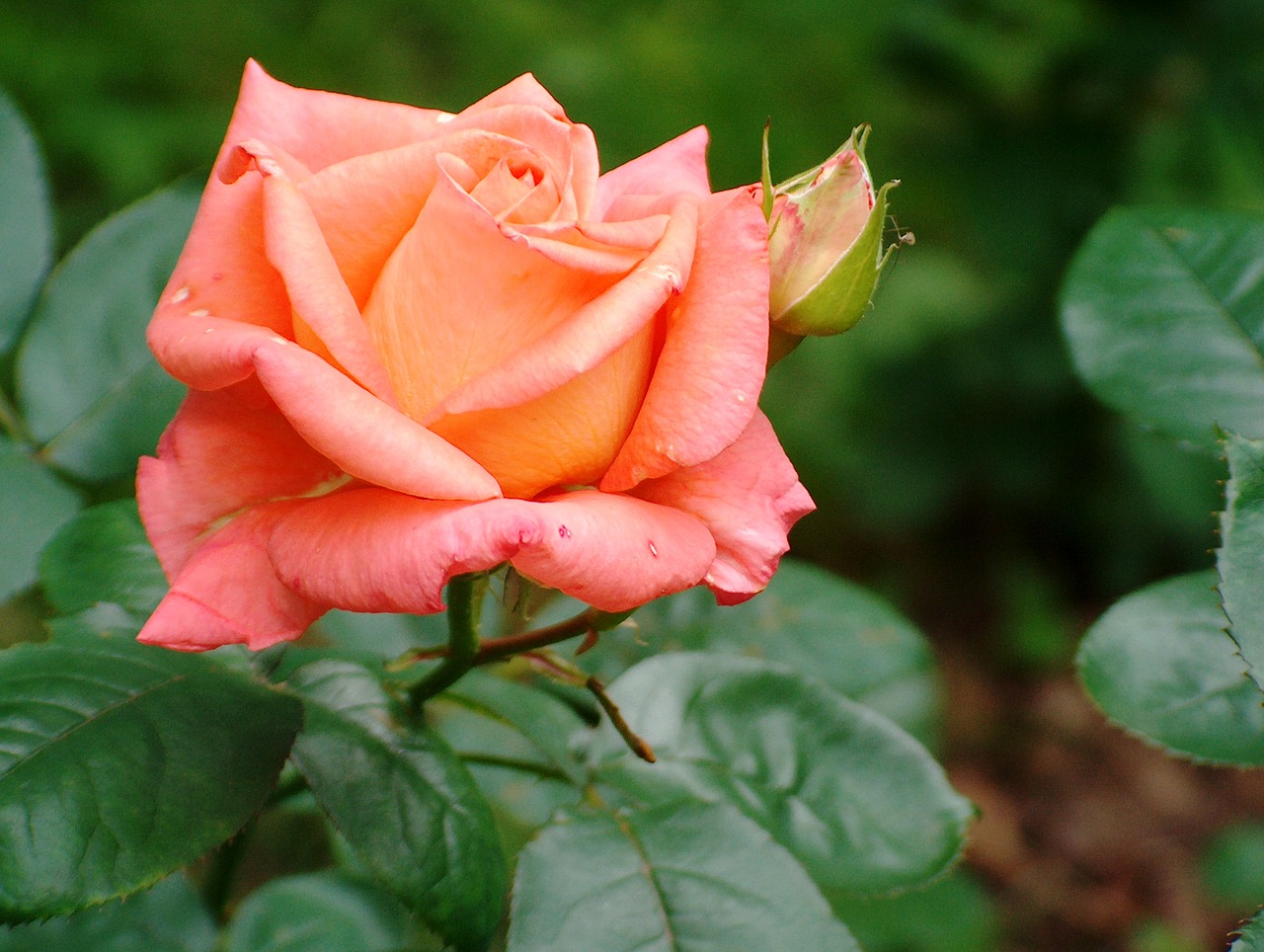 Image - rose rose tea flower bud