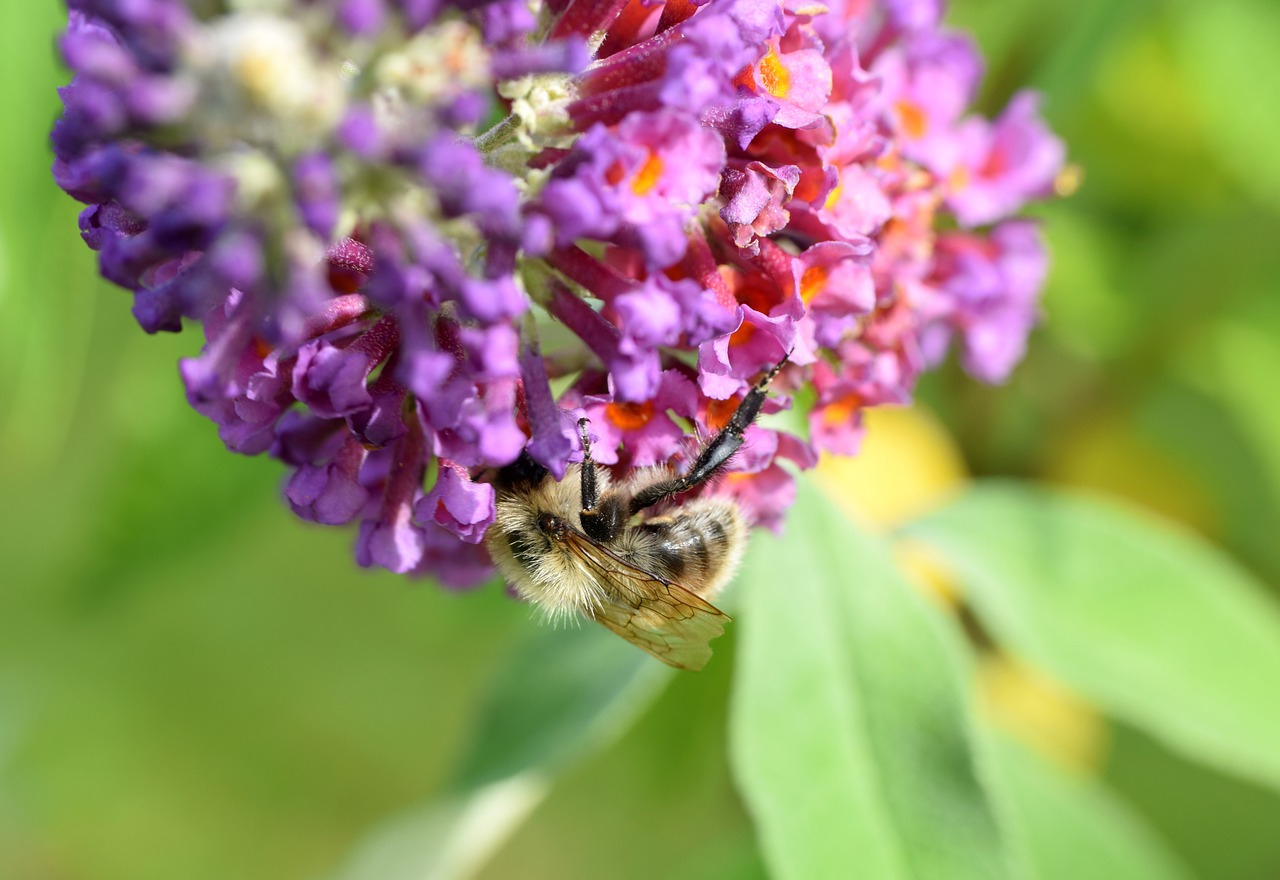 Image - bee buddleja davidii animal insect