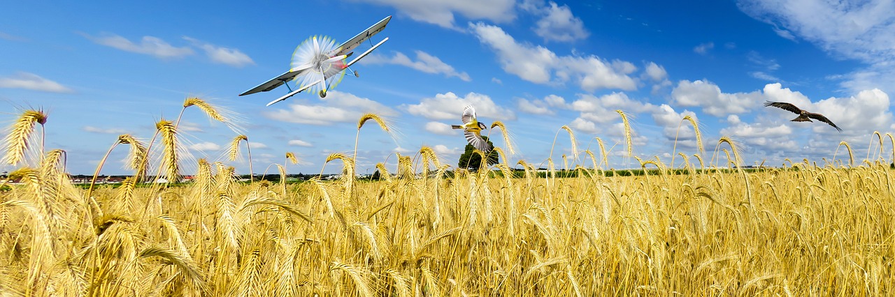 Image - nature landscape summer wheat