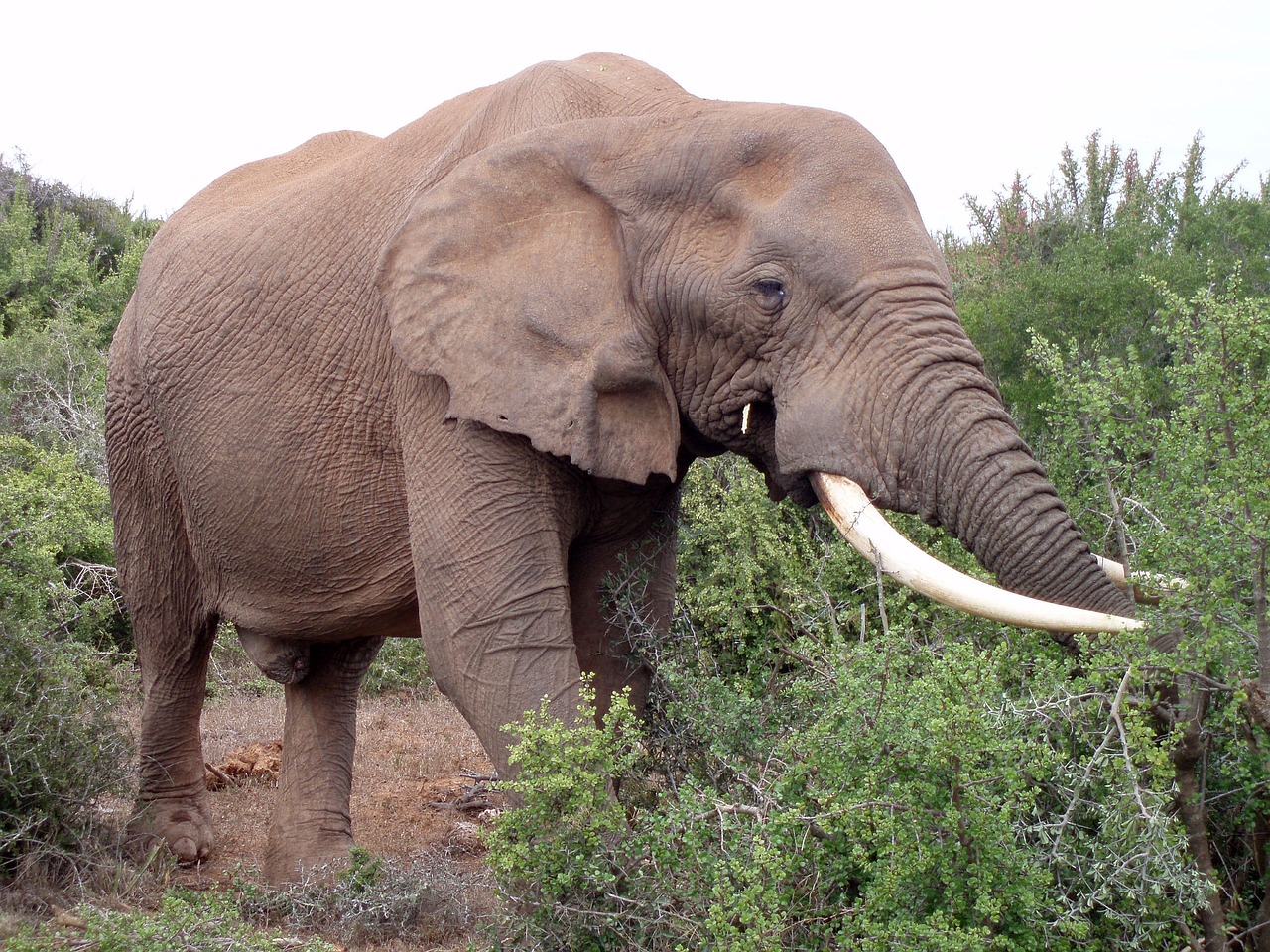 Image - olifant zuid afrika africa park