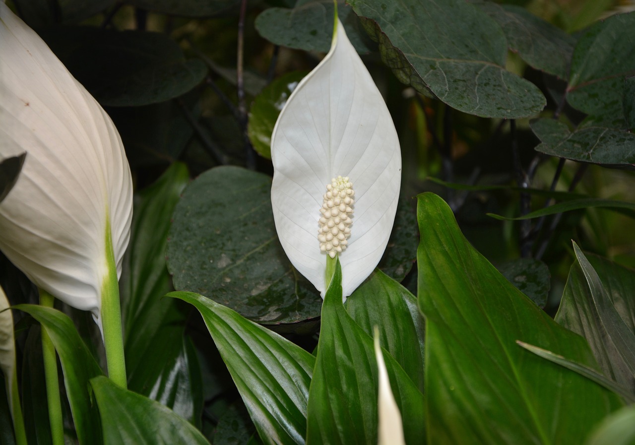 Image - flower plant spathiphyllum white