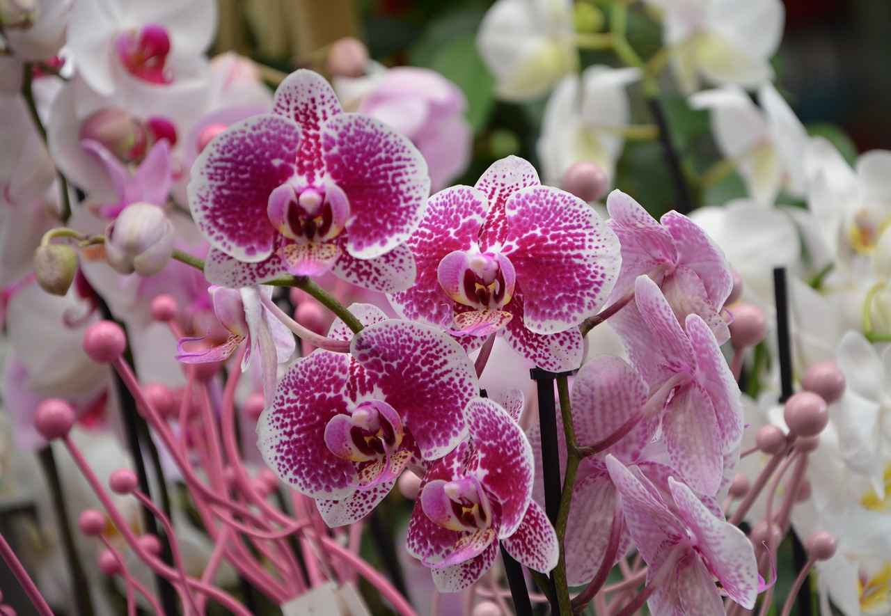 Image - flowers orchid red white