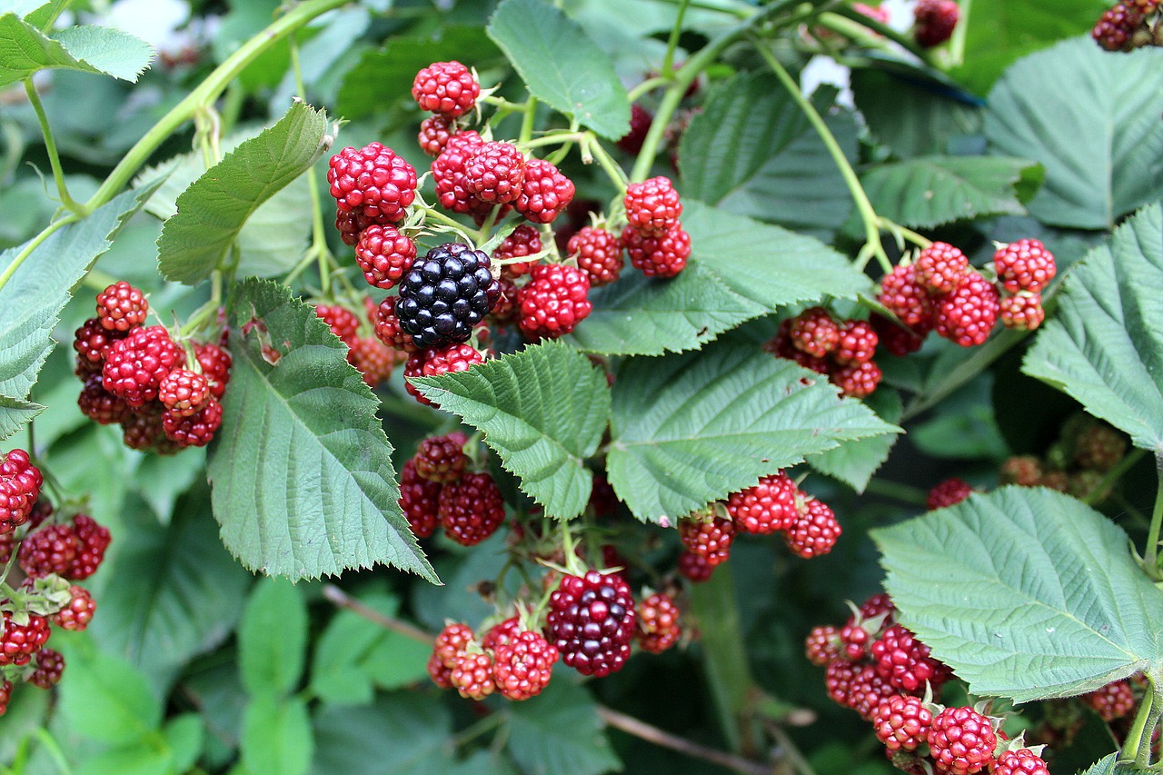 Image - blackberries fruit bush plants