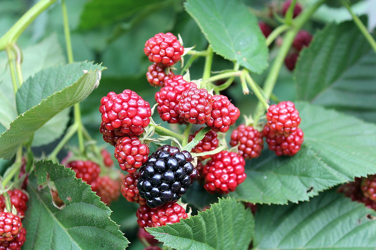 Image - blackberries fruit bush nature