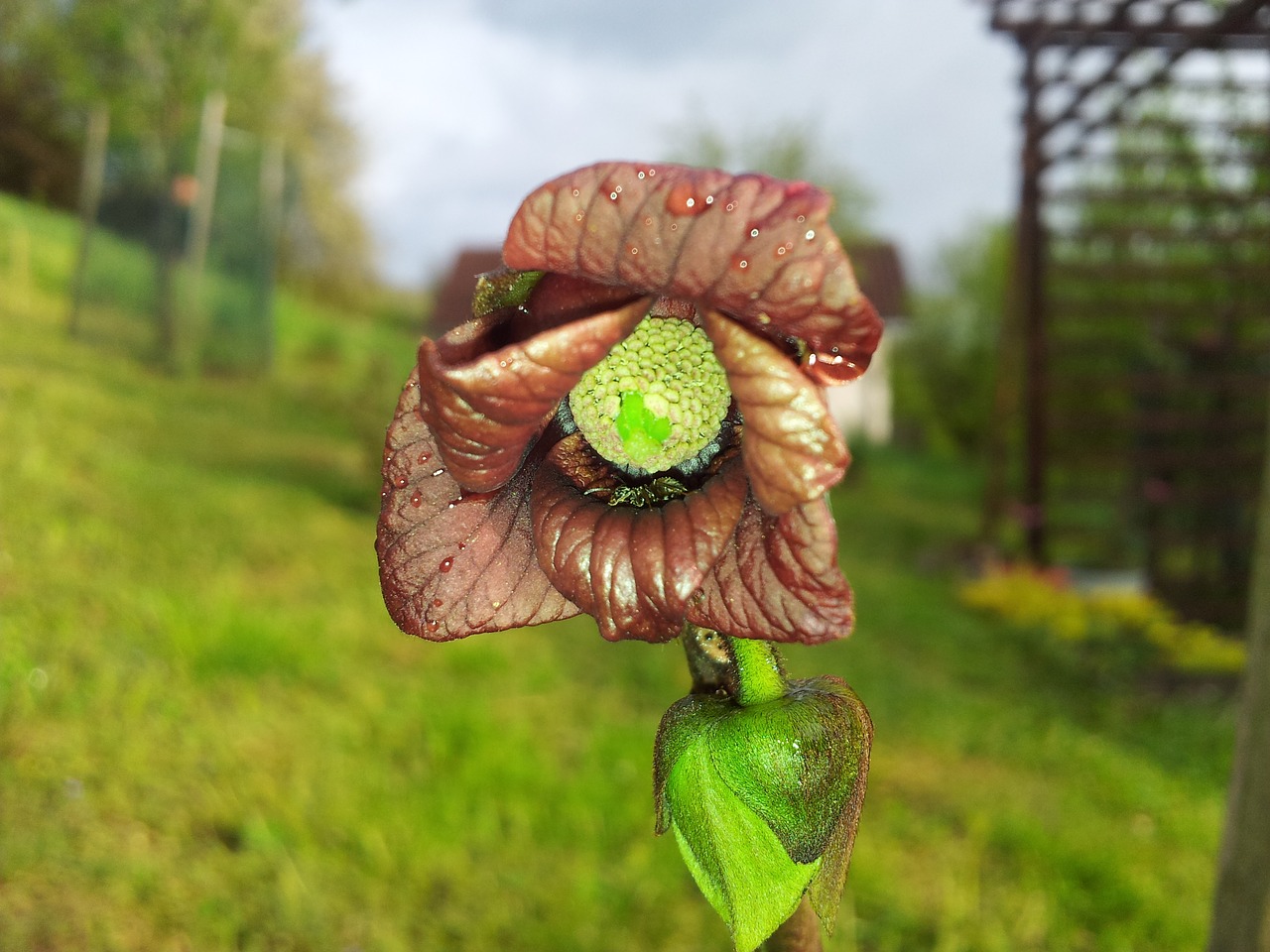 Image - asimina triloba sunflower paw paw