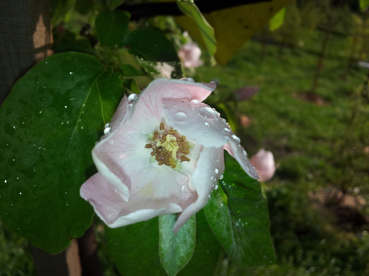 Image - quince flower tree blossom