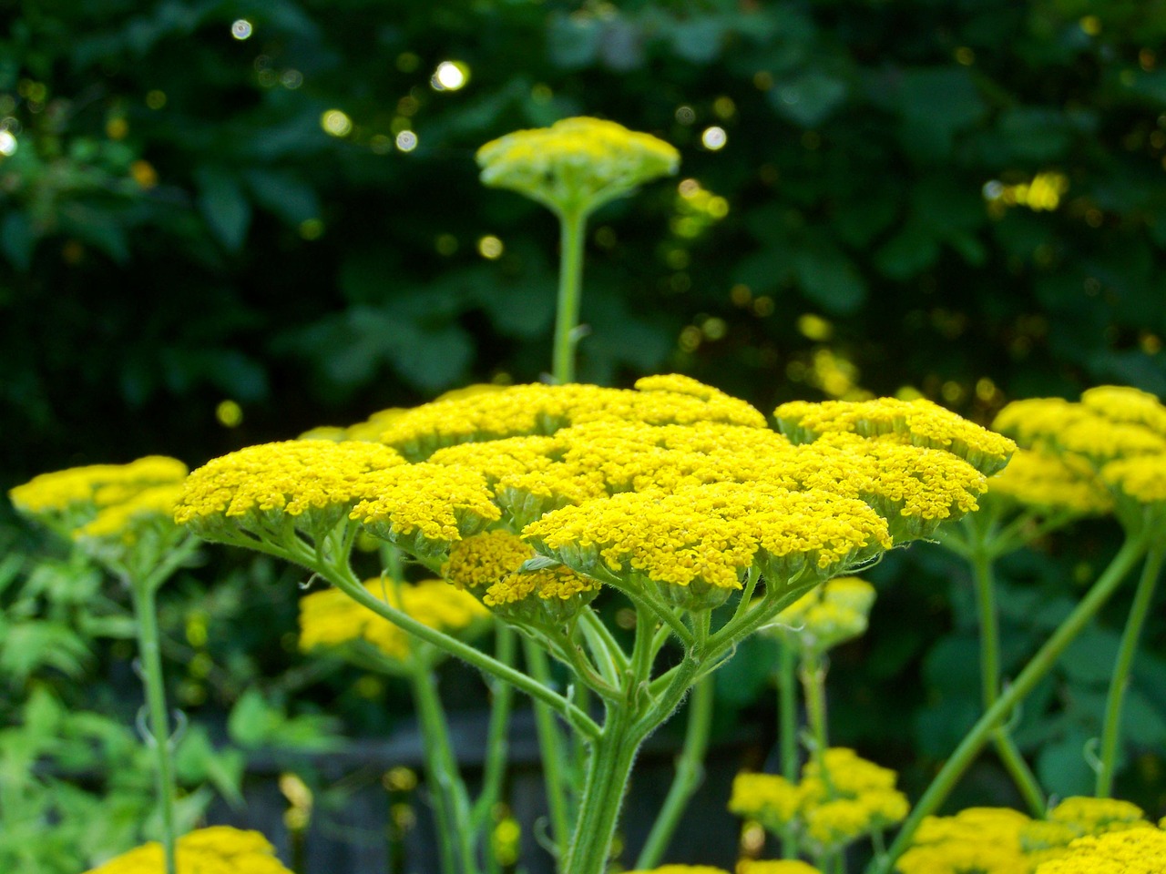 Image - yarrow yellow flower flower garden