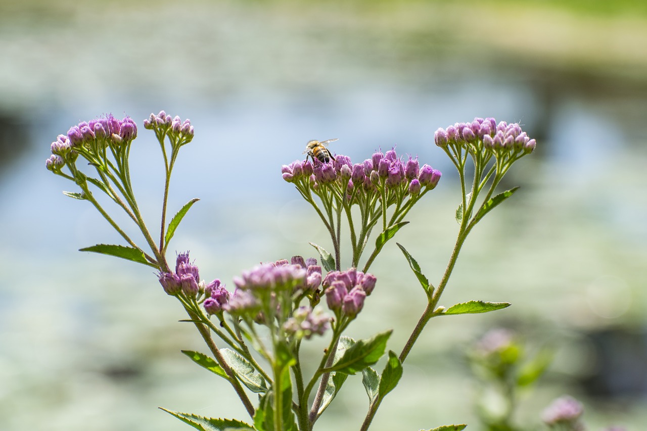 Image - bee flower nature purple bokeh