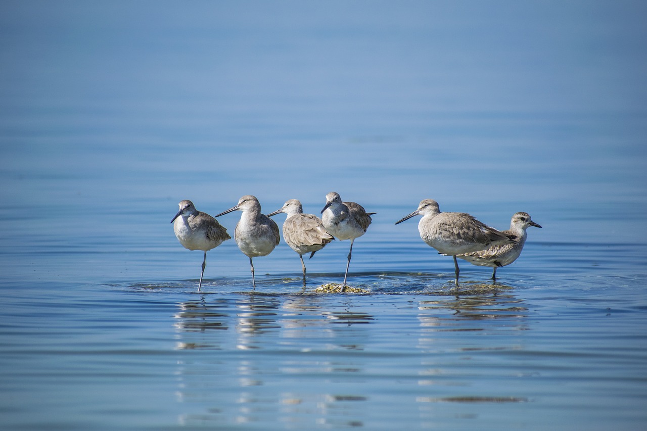 Image - birds calm water peaceful blue