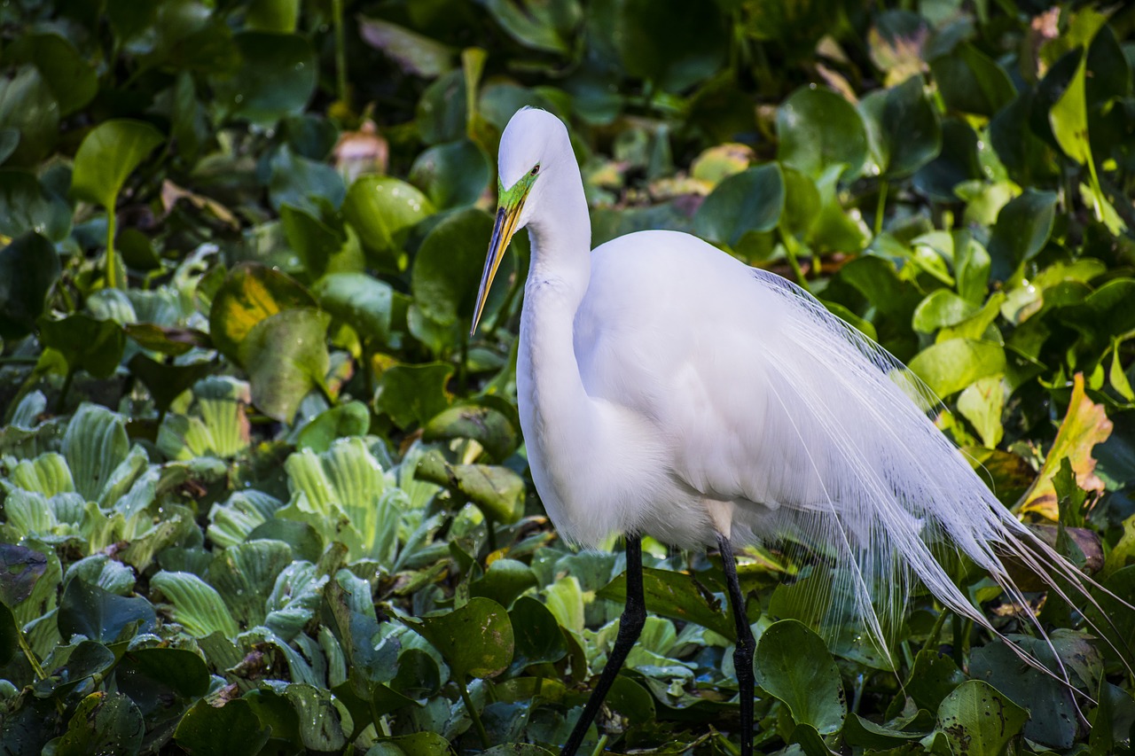 Image - great egret bird plumage egret