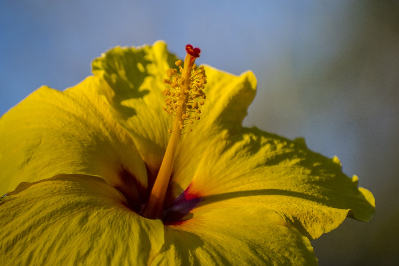 Image - yellow hibiscus depth of field