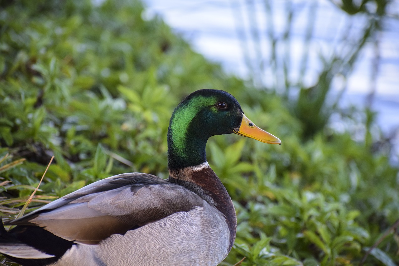 Image - mallard duck lake nature wildlife