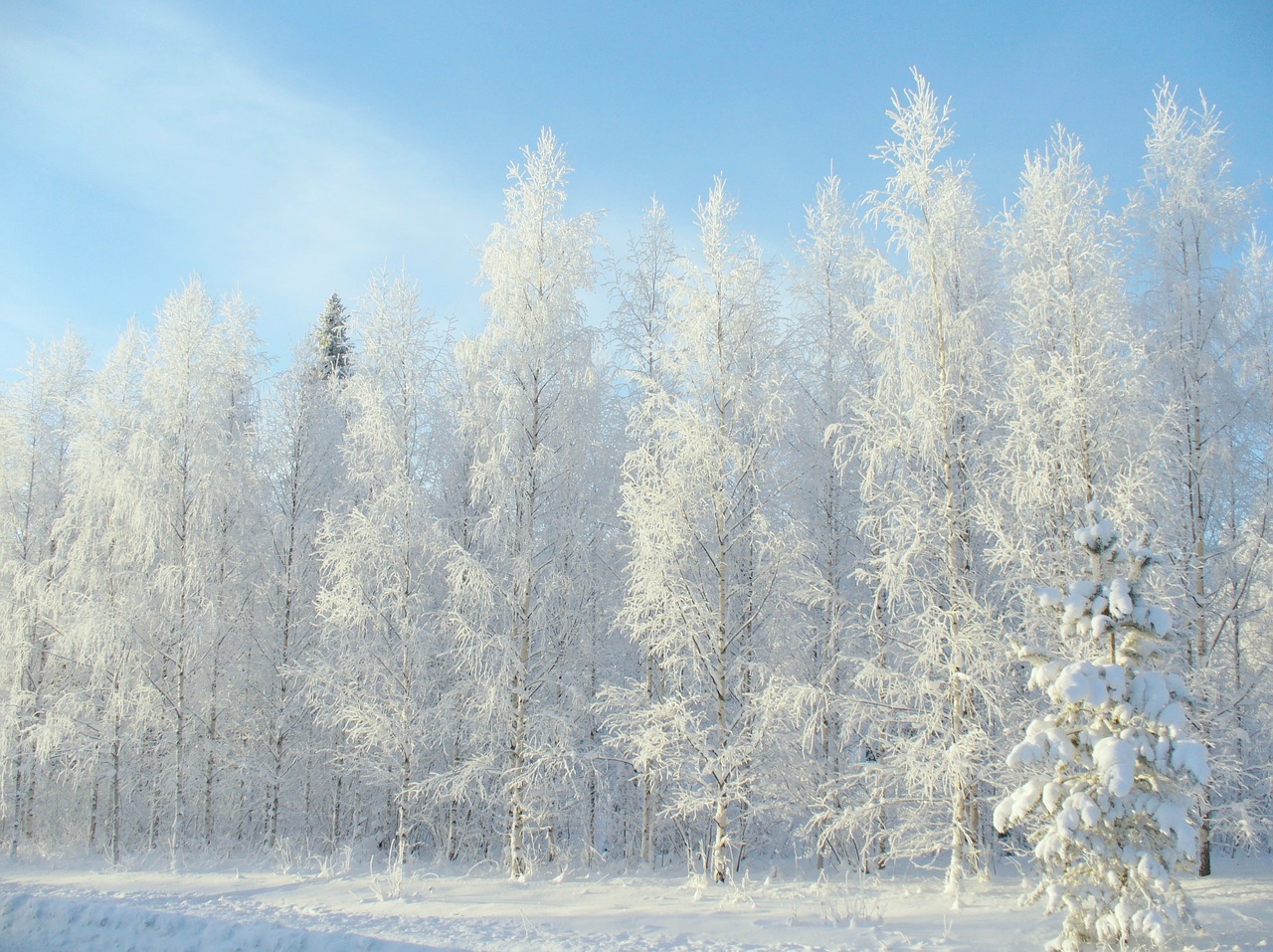 Image - winter forest snow winter road