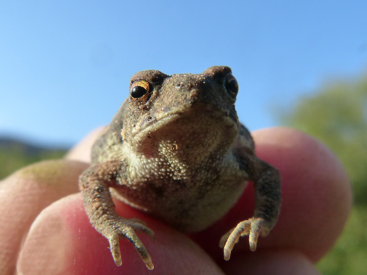 Image - toad sapito small hand tiny