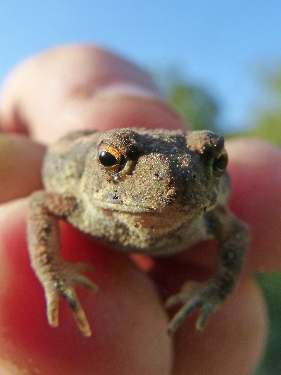 Image - toad sapito batrachian small hand