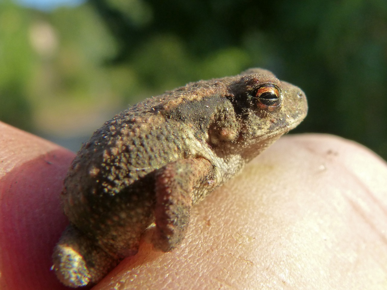 Image - toad hand hunted small tiny