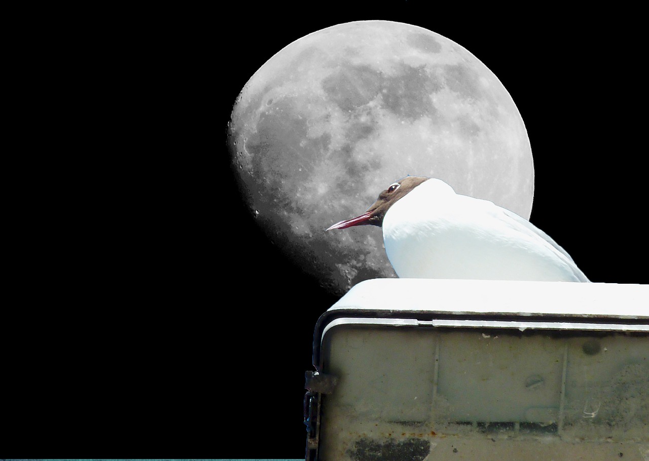 Image - gull moon bird birds mystical