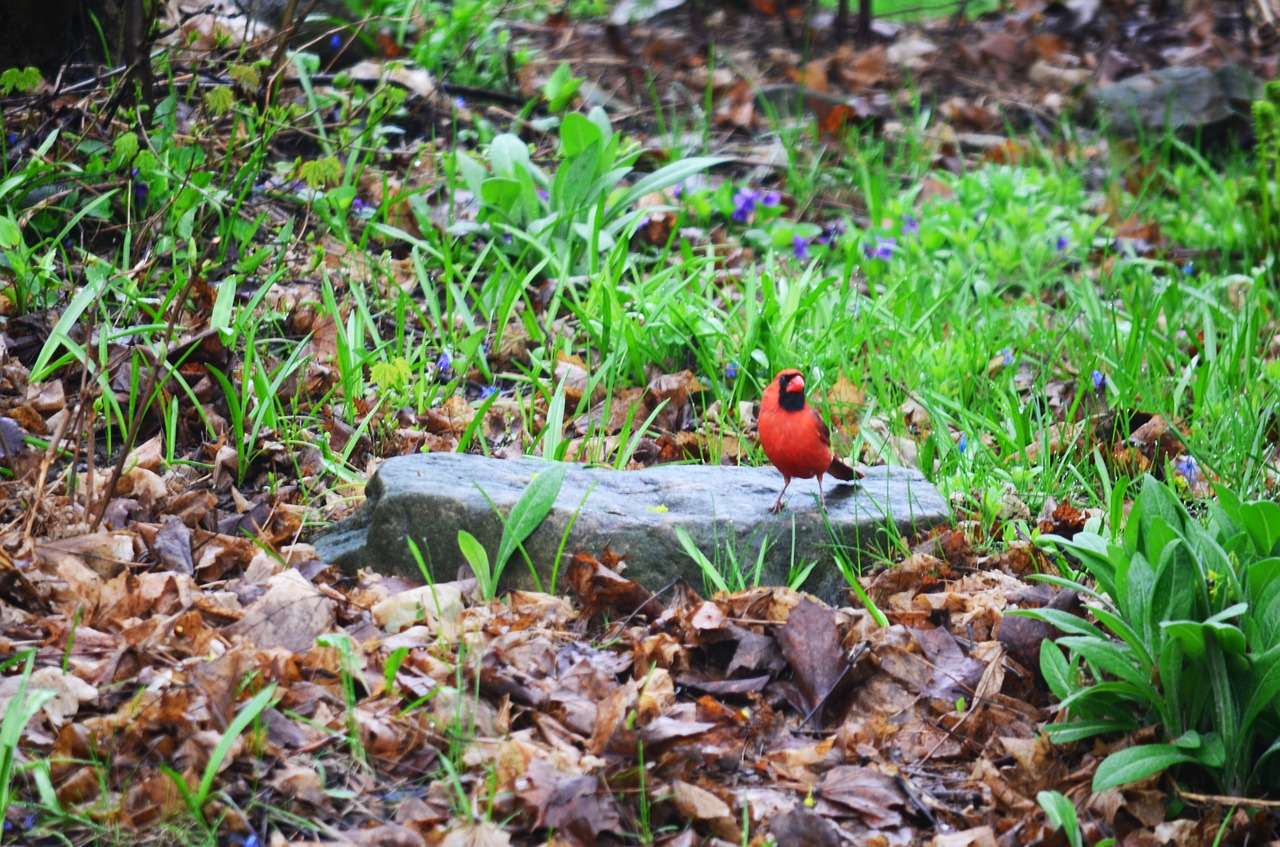 Image - cardinal red bird wildlife animal