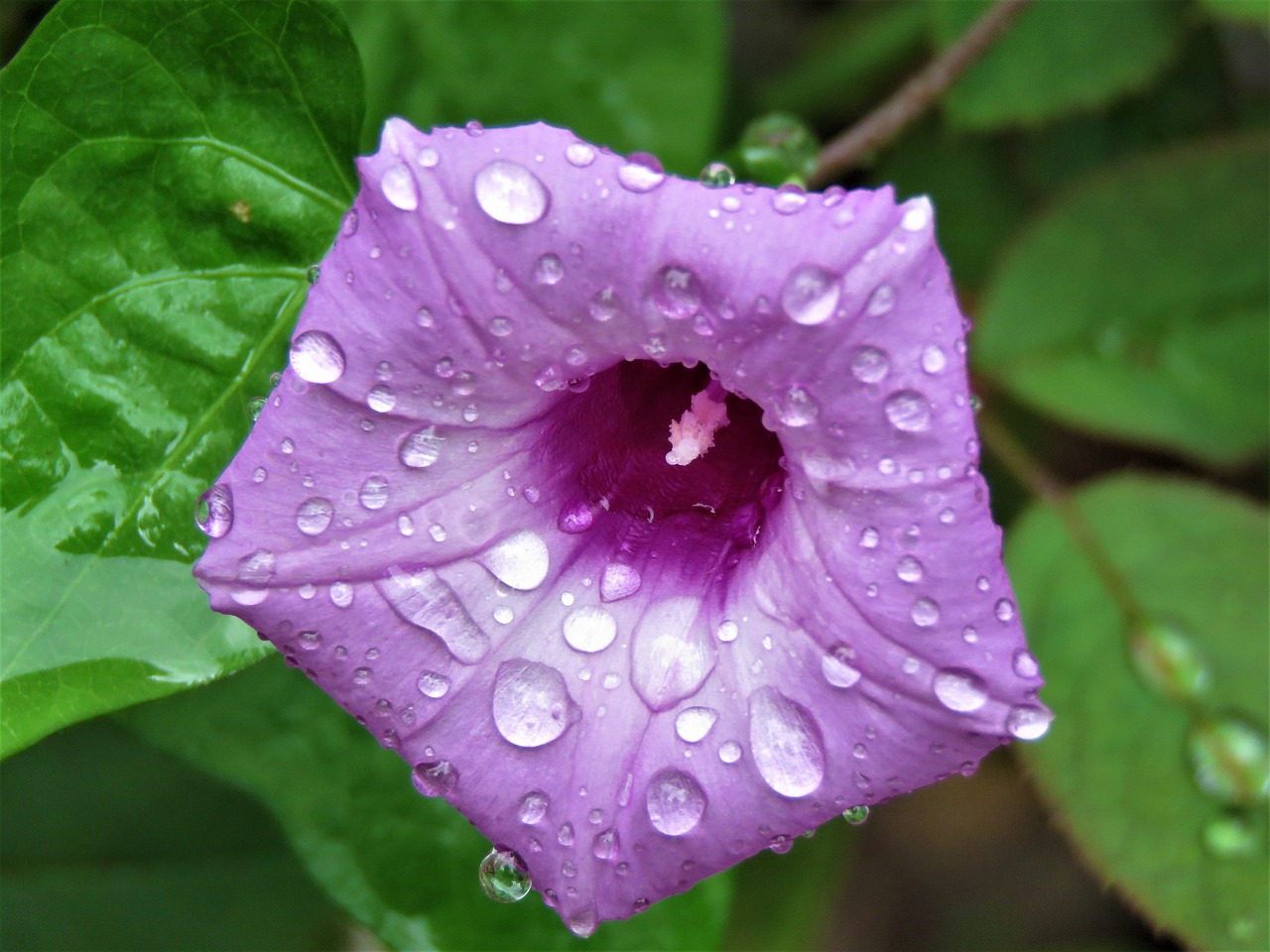 Image - flower purple rain drops vine